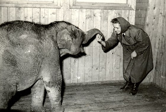 První slon ostravské zoologické zahrady Pepík picestoval v roce 1956.