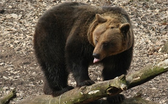 V okolí Beskyd se vyskytuje stopadesátikilový medvd. Ilustraní foto