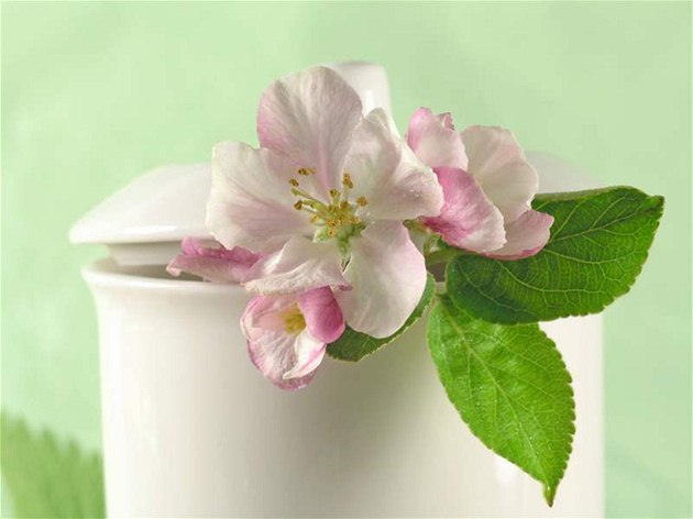 Jabloně jsou jako barborky méně obvyklé, jejich něžné narůžovělé květy jsou však okouzlující