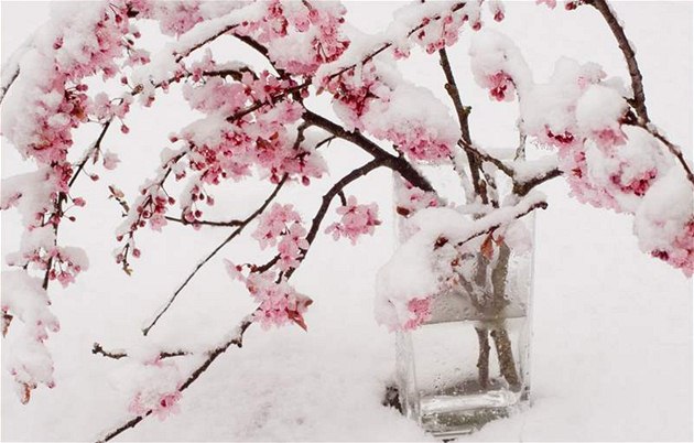 Zimní poezie – krásnu třešňových květů nezničí ani chvilková pokrývka sněhu, ba naopak…