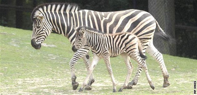 Brnnská zoo má nový pírstek - mlád zebry Chapmannovy