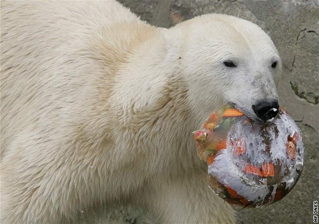 Na první narozeniny dostala medvíata z brnnské zoo dv luté plastové bójky a rybí dort