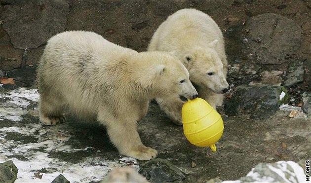 Na první narozeniny dostala medvíata z brnnské zoo dv luté plastové bójky a rybí dort