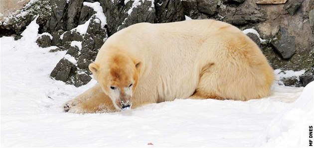 Medvd Umca se vrátil do brnnské zoo