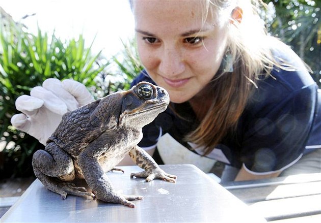 Australanka Amelia Elgarová váí jednu z ropuch obrovských pedtím, ne bude ába utracena (29. bezna 2009)