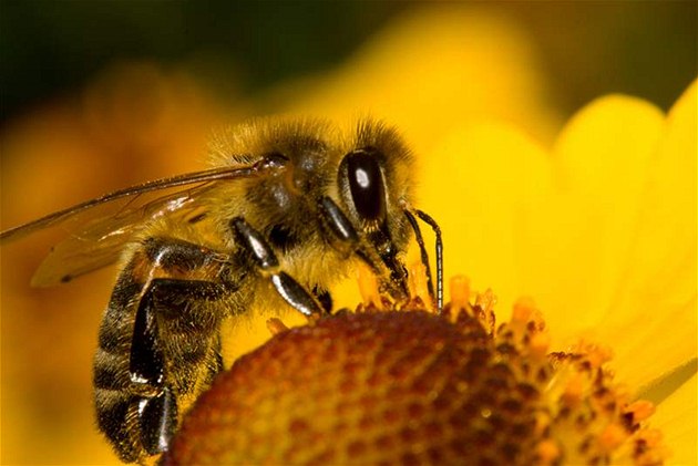 Včela sající med