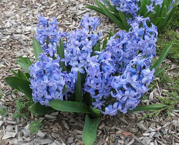 Rozkvetlé hyacinty vás na jae potí i na zahrad. Pokud jste je nezapomnli na podzim zasadit.