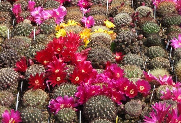 Krásn nakvetlé kaktusy kaktusáe Ladislava Horáka.