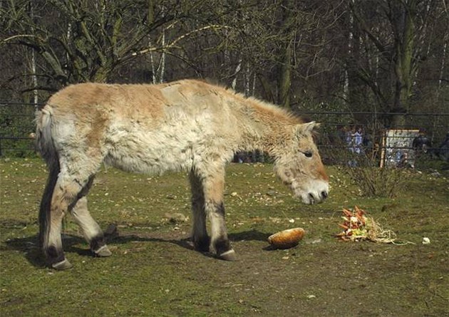 Cilka, nejstarí ijící k Pevalského na svte, ije v praské zoo.