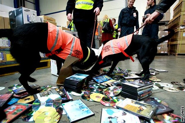 Labradorky Flo a Lucky, cviené speciáln na hledání CD a DVD