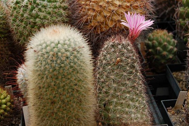 V období rstu potebují kaktusy hodn vody.