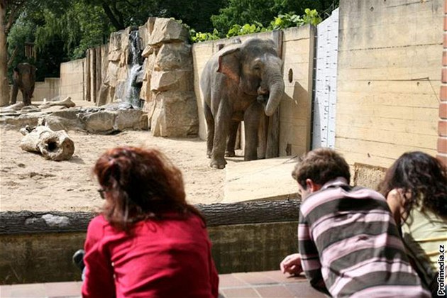 Zoo se k případnému slučování zatím nechce příliš vyjadřovat, čeká na výsledky auditu. Ilustrační foto.