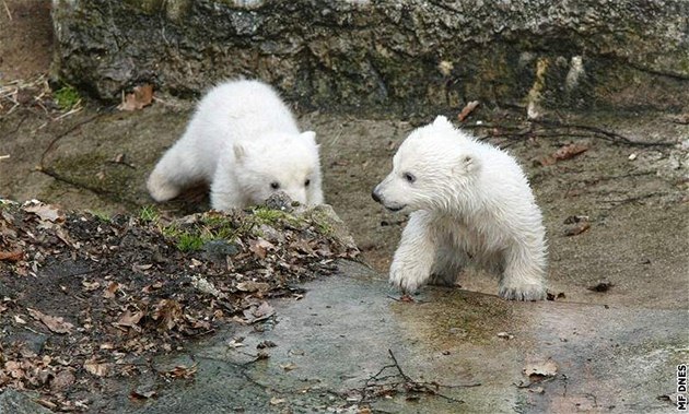 Lední medvíata v brnnské zoo