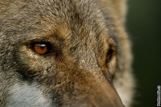 Na jiní Moravu se moná zatoulal vlk. Ilustraní foto