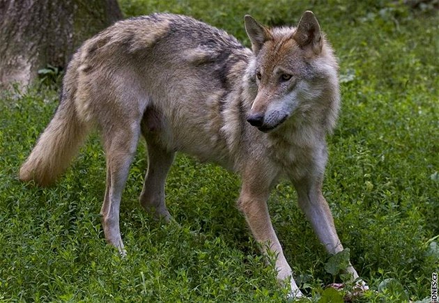 Beskydští vlci: evropské rodinné stříbro - iDNES.cz