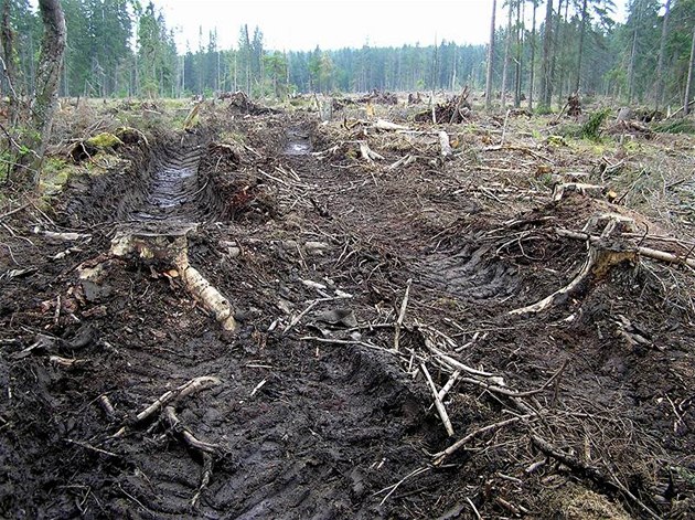 umava, mezi Horskou Kvildou a Filipovou Hutí