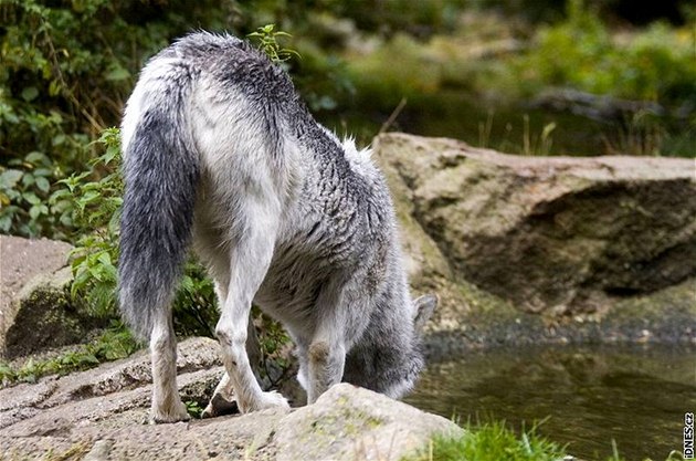 Vlčí park Les Loups du Gévaudan ve Francii. Na snímku vlk kanadský