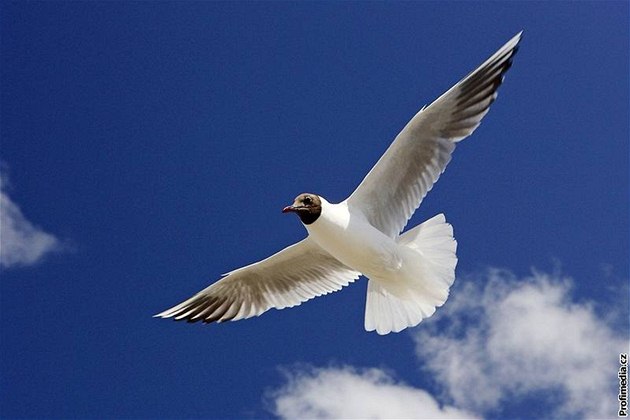 Racek chechtavý (Larus ridibundus)