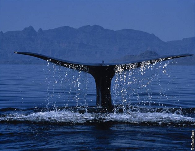 Plejtvák obrovský (Balaenoptera musculus)