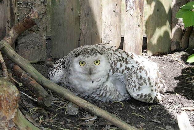Sova sn�ná z d��ínské zoo