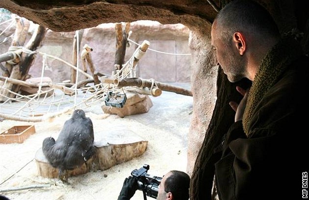 Kamba, nejstarí gorilí samice v praské zoo, skonila po nezdaeném porodu v péi oetovatel.