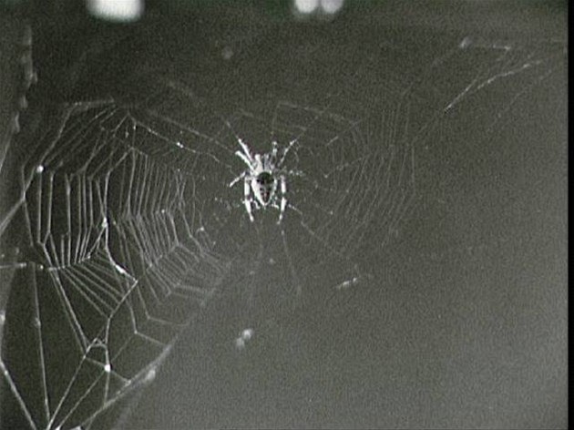 Pavouk Arabella usnoval během experimentu na Skylabu tuto síť.