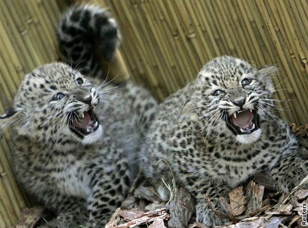 Dvoumsíní mláata leoparda perského se dnes poprvé pedstavila veejnosti v budapeské zoo.
