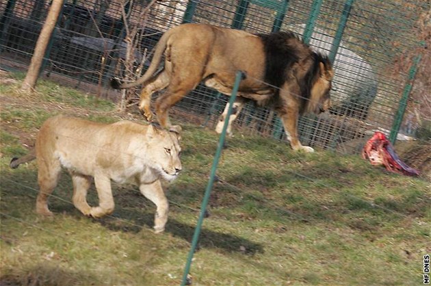 e se lví pavilon doká pírstku doufali chovatelé v plzeské zoo u od února.