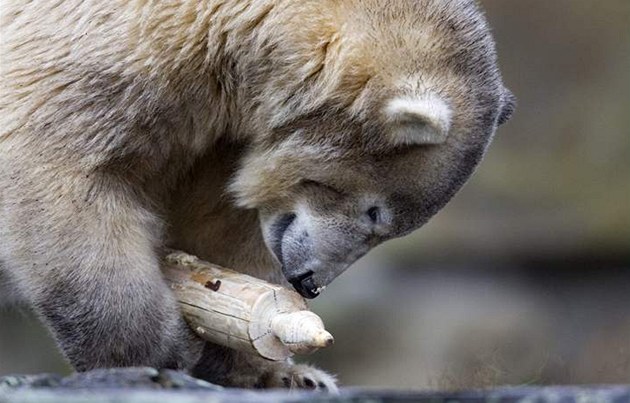 V berlínské zoo uhynul medvěd Knut, ve výběhu se zhroutil do vody - iDNES.cz