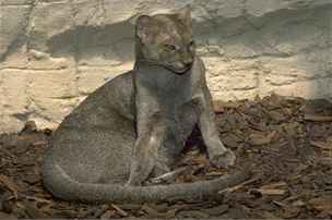 Jaguarundi ve vbhu v prask zoo.