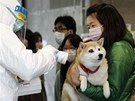Japonci mí radioaktivitu na obyvatelích msta Nihonmatsu v prefektue Fukuima (16. bezna 2011)