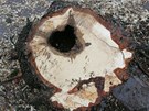 Kácení posledních strom na Velkém námstí v Hradci Králové