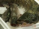 erstvé sladkovodní ryby - zleva pstruh, tika a sumec. 