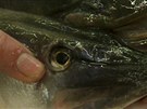 erstvá ryba má mít lesklé oko. 
