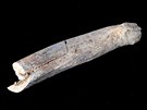 Fosilní kost, která byla objevena v mladeské Propástce.