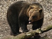 Jeden z medvd chomutovskho zooparku ve vbhu, kam byl po zimnm spnku nalkn na pamlsky.