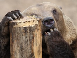 Medvdi v plzesk zoo u procitli ze zimnho spnku