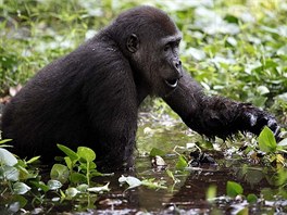 Gorily za potravou často vyrážejí i do bažin, kde sbírají vodní rostliny.
