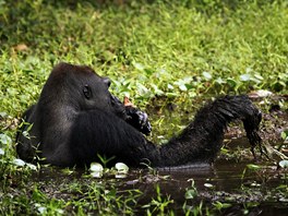Habituovaná (tedy zvyklá na přítomnost lidí) skupina goril nížinných ve