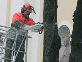 Kcen poslednch strom na Velkm nmst v Hradci Krlov