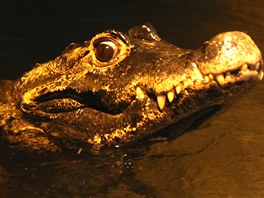 Nejstarší obyvatel jihlavské zoo krokodýl Rocco.