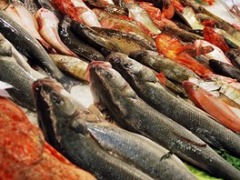 Pangas spodnooký (Pangasius hypophthalmus) je nejprodávanější rybou v Česku