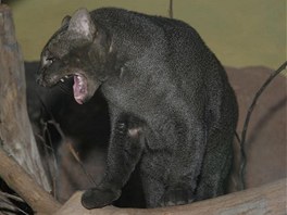 Jaguarundi v prask zoo.