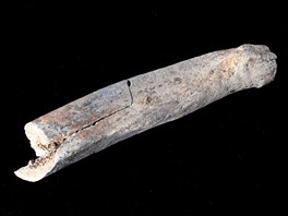 Fosilní kost, která byla objevena v mladečské Propástce.