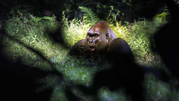 Gorily v bainách kolem eky Sanga tráví v období sucha mnoho asu v bainách, kde se krmí vodními rostlinami.