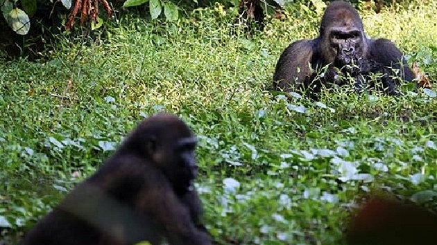 Gorily v bainách kolem eky Sanga tráví v období sucha mnoho asu v bainách, kde se krmí vodními rostlinami.