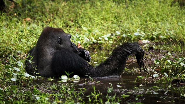 Habituovaná (tedy zvyklá na pítomnost lidí) skupina goril níinných ve