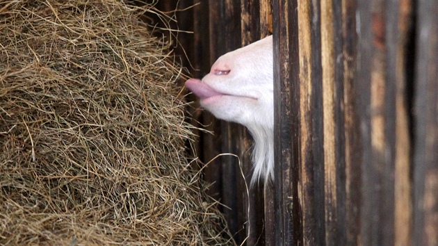 Vyhláená kozí farma manel Dobrovolných v Ratiboicích nedaleko Jaromic nad Rokytnou.