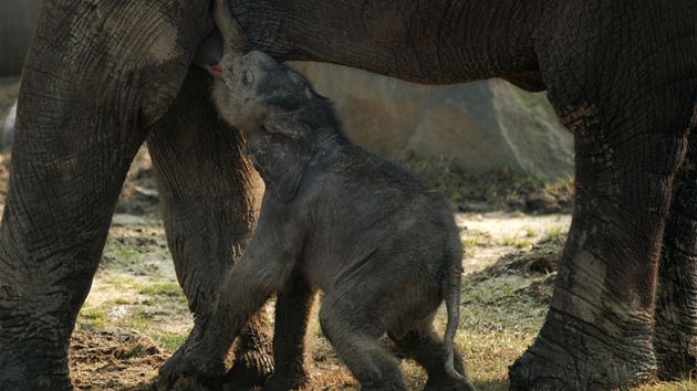 Sln pi kojení ve sloním výbhu.