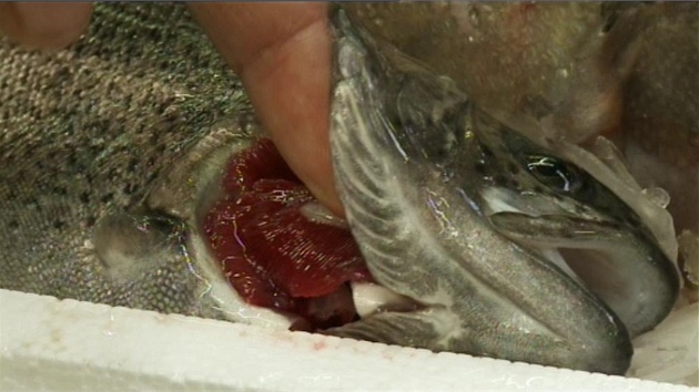 erstvá ryba má mít výrazn ervené ábry a lesklé oko. 